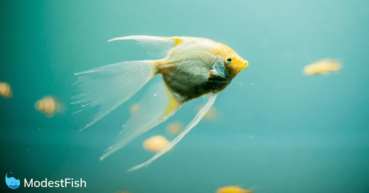 Aquarium Fish Illness Chart