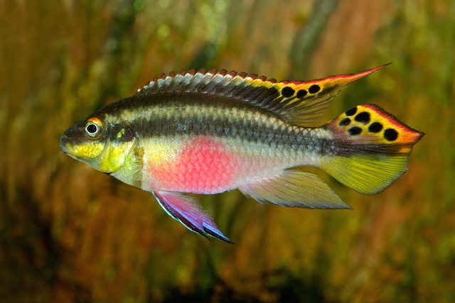 Best freshwater fish for beginners brightly colored Kribensis Cichild, colors include yellow, red, purple, orange, black, and silver