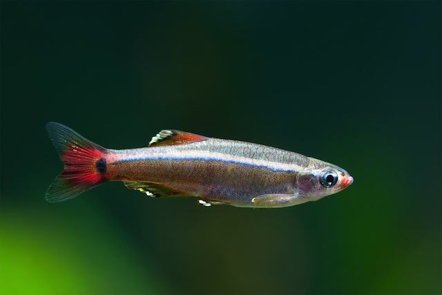 beginner freshwater fish