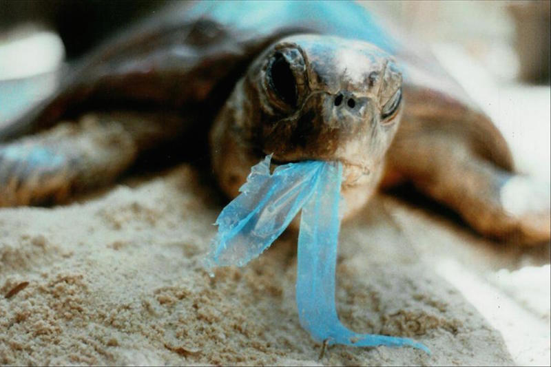 Sea turtle eating plastic