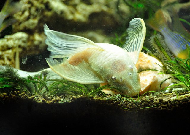 Bistlenose pleco feeding off of the bottom of its aquarium