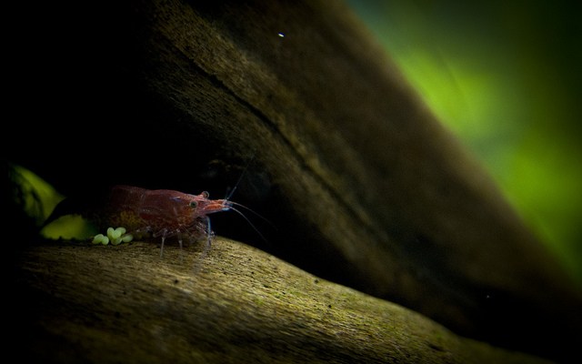 Cherry shrimp hiding in the shade of a freshwater planted aquarium