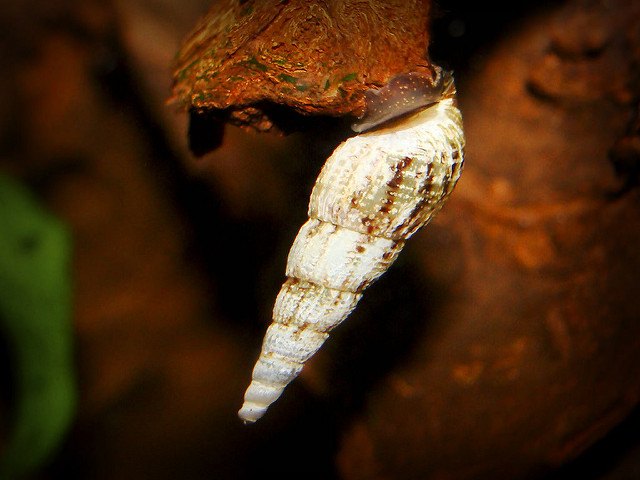 Malaysian trumpet snail clinging onto a rock in freshwater aquarium