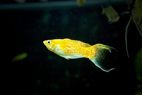 Bright orange molly swimming in a freshwater aquarium