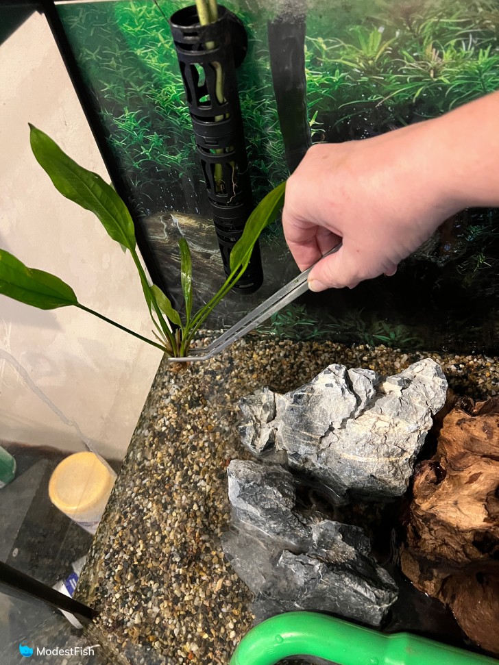 Using tweezers to plant amazon sword in gravel