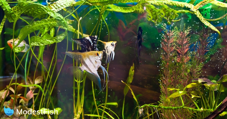 How To Clean A Freshwater Fish Tank Water Change Guide For