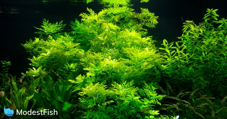 1 Bunch-Oxygenating Tropical Water Aquarium Live Plants Bacopa Caroliniana