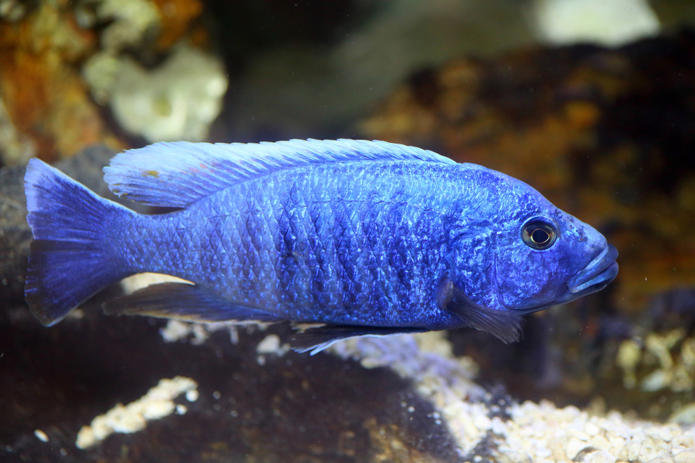 Electric blue hap swimming in fish tank