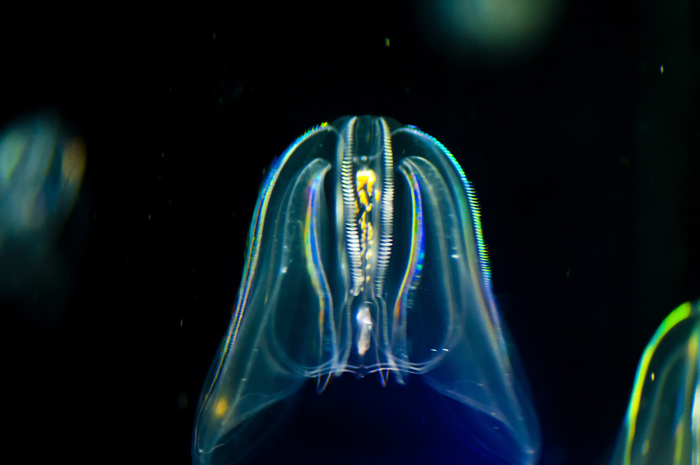 Leidy Comb Jelly