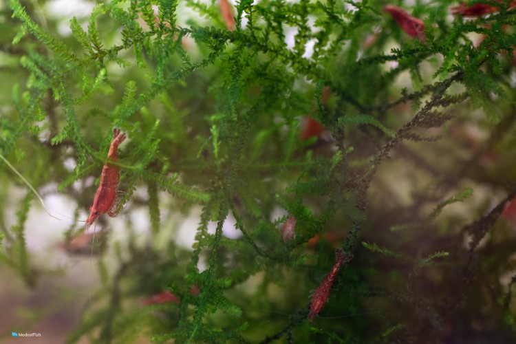 Cherry shrimps in aquarium plants