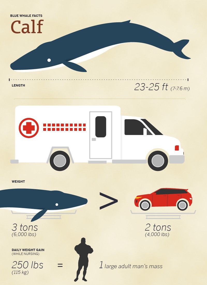 Whale Vs Shark Size Comparison - Atomussekkai.blogspot.com