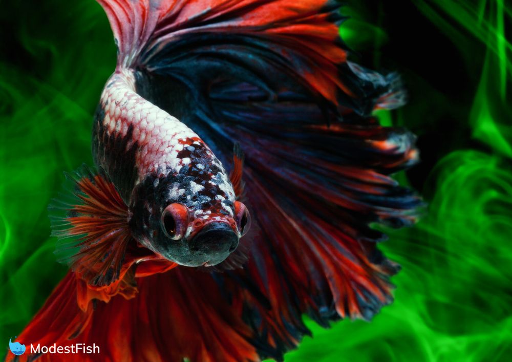 13 Types Of Betta Fish Includes Video Of The Rarest