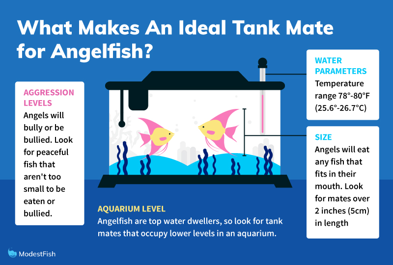 10 Best Tank Mates For Angelfish How To Choose,What Are Wheat Pennies Worth 1945