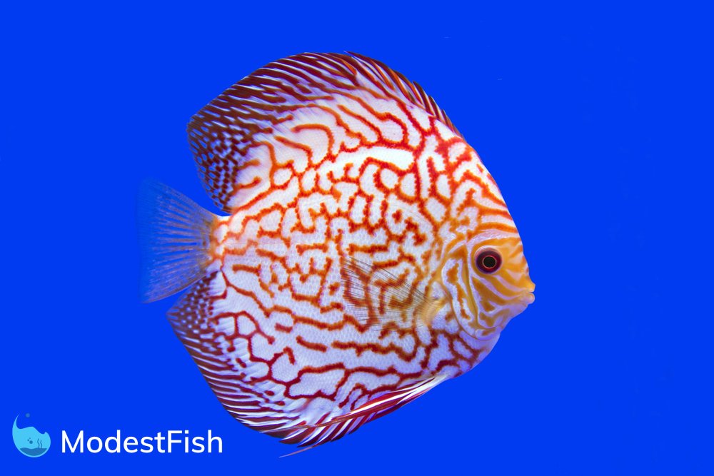 Discus Fish Types: Which One Will You Pick? (With Pictures)