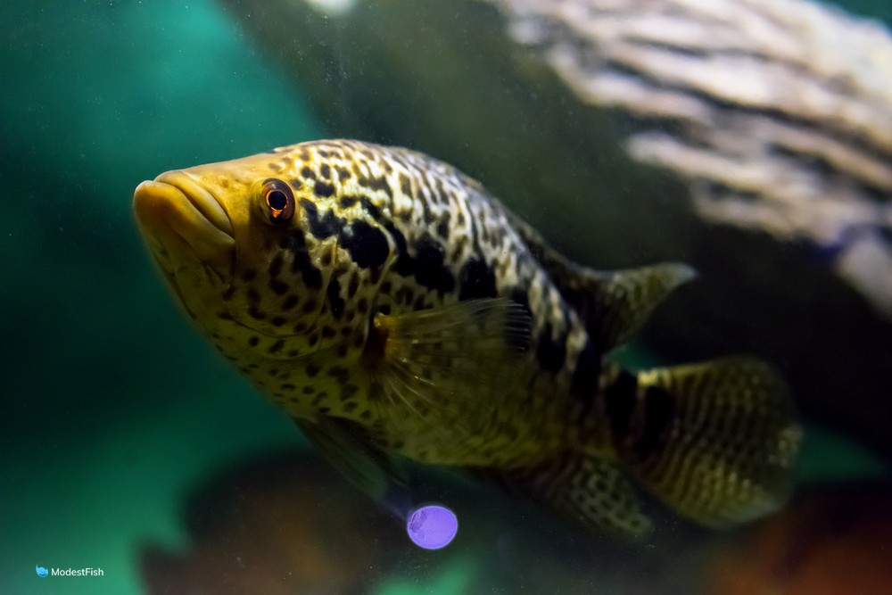 Jaguar cichlid swimming in fish tank