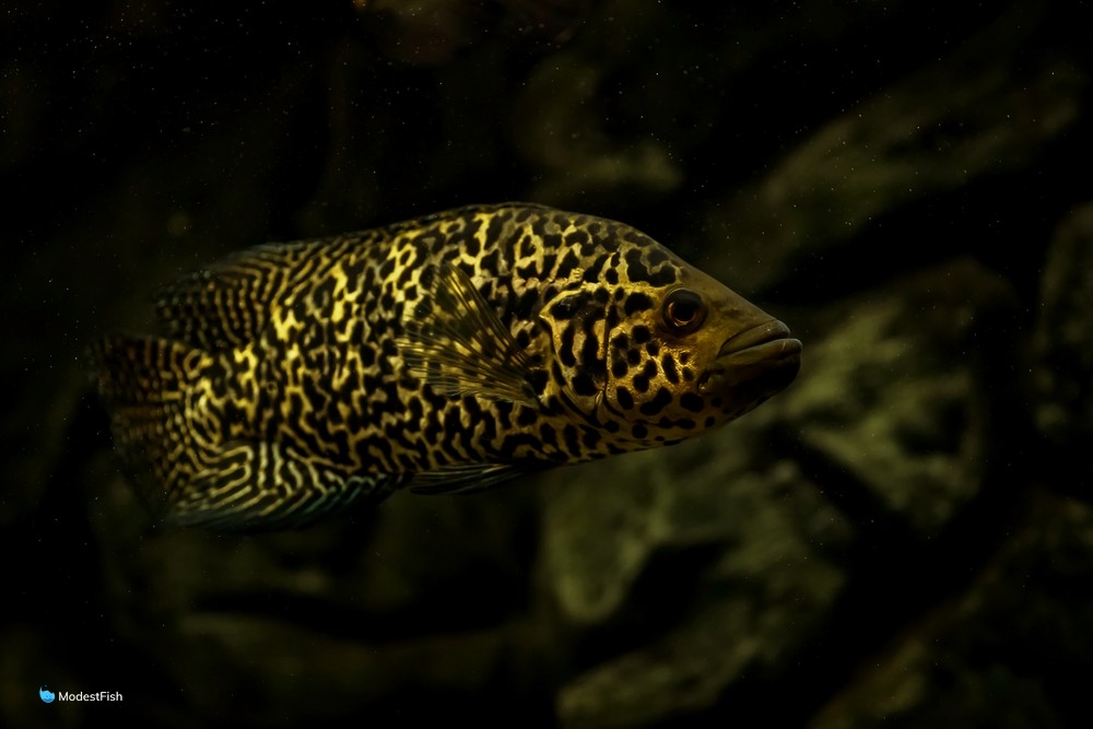 Jaguar cichlid (Parachromis managuensis) swimming in blackwater tank