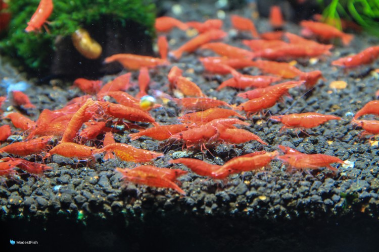 Many red cherry shrimp in freshwater aquarium