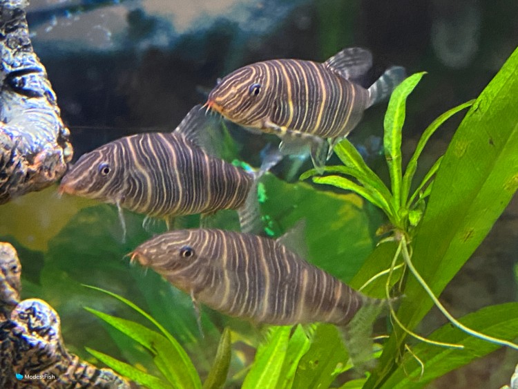 zebra loaches in aquarium