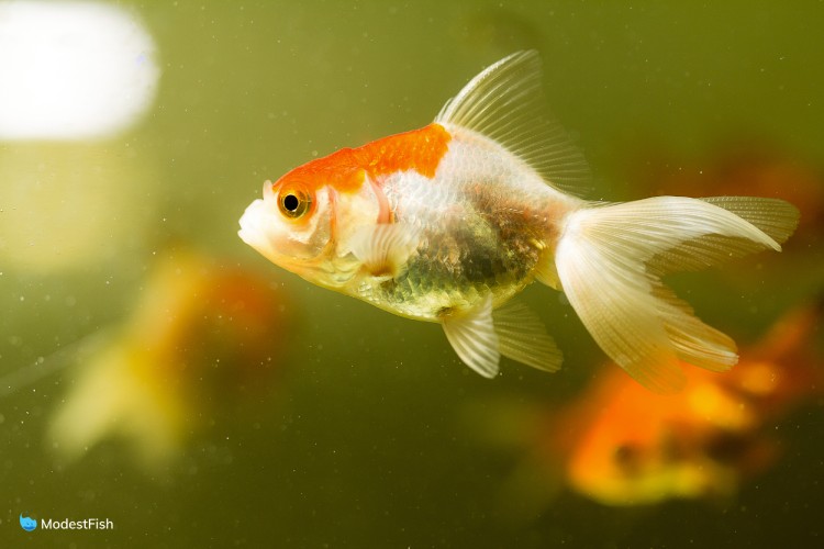 Goldfish in hospital tank