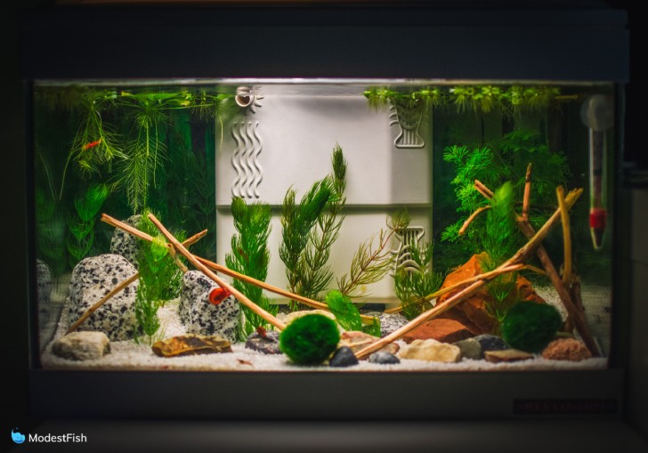 Planted tank with marimo moss balls in