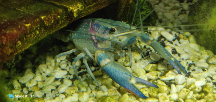 Blue crayfish hiding under hardscape decor