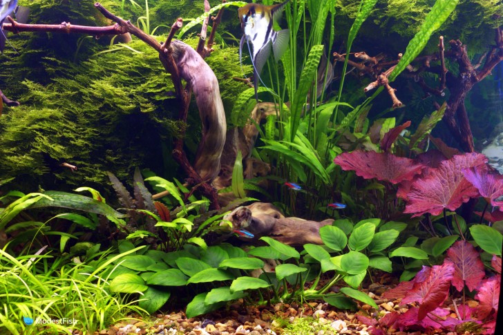 Planted tank featured dwarf aquarium lily