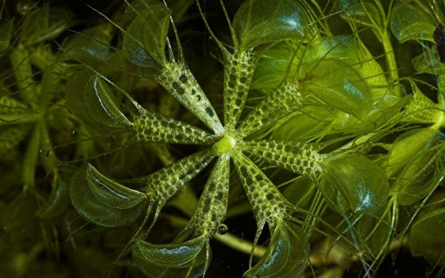 Waterwheel аквариумное растение