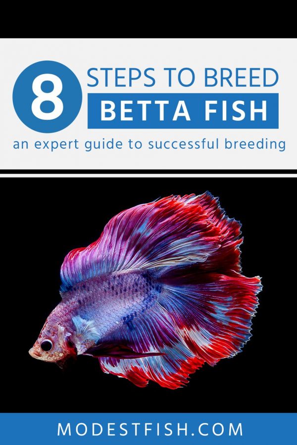 Betta Fish Color Chart