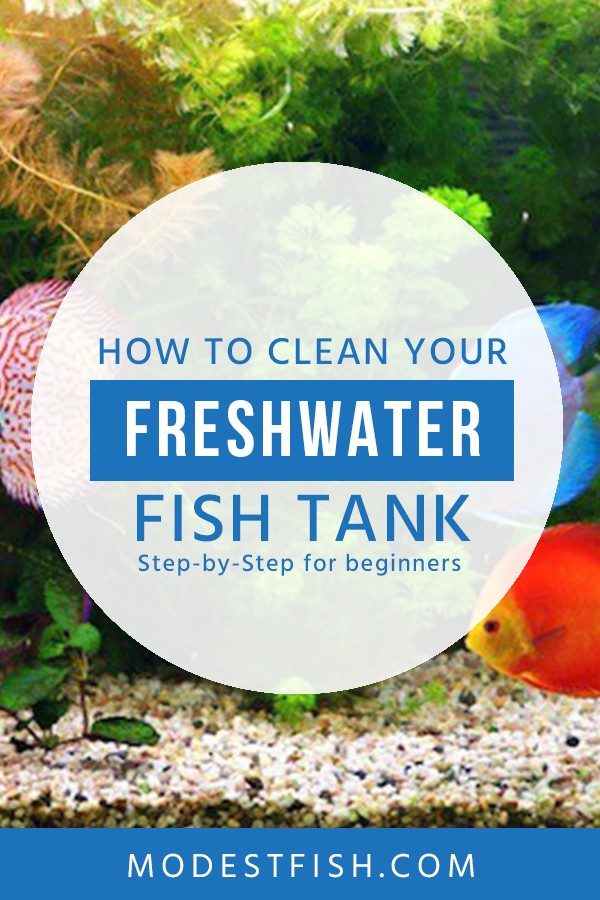 How To Clean A Freshwater Fish Tank Water Change Guide For Beginners,Sealife Systems Wet Dry Filter